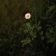You're beautiful as Tirzah (H&Z)