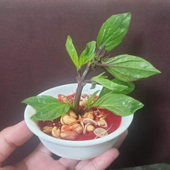 Vũ Đinh Trọng Thắng - Không - Thời Gian