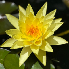 Live Recording at Nouri- Autumn Evening (18/10/2025).