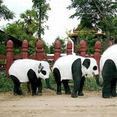 Pandafant