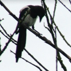 Zelda reading Night shift with Magpies
