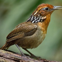 Para que el canto permanezca