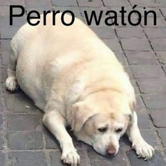 El perro Watón