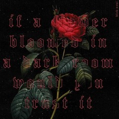 Rote Rose