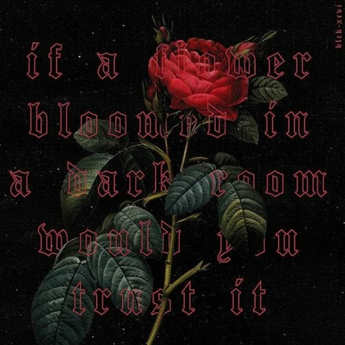 Rote Rose
