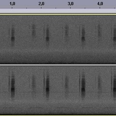 Thyreonotus corsicus (Orthoptera), acompanyat