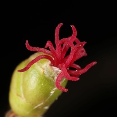 Like Balls of Cotton Candy, All Equally spaced