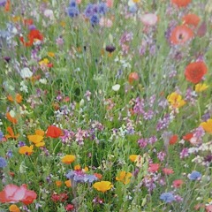 bring flowers to your door......