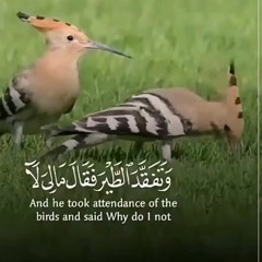 و تفقد الطير فقال ما لى لا ارى الهدهد..تلاوة من سوره النمل للشيخ عبد الباسط عبد الصمد رحمه الله 🌹