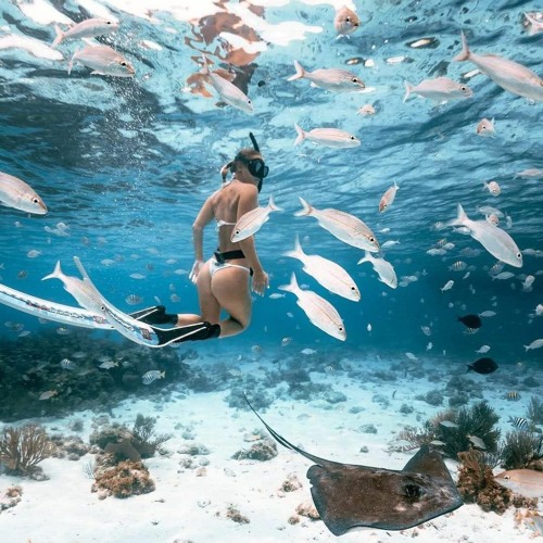 Fish & cheeks