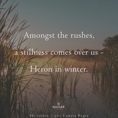 haiku #576: Amongst the rushes, / a stillness comes over us - / Heron in winter.