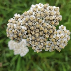 Conviértenos en flor