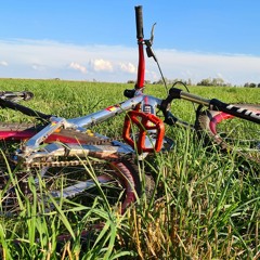 Der Storch Im Salat