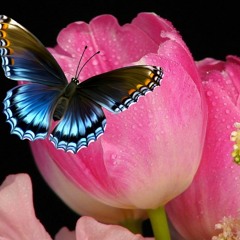 Can You Hear The Call Of The Butterfly?