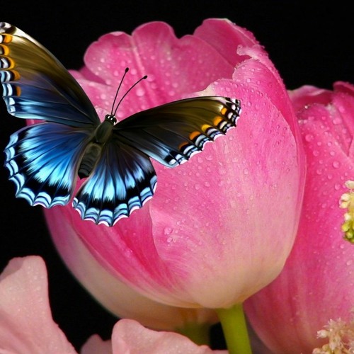 Can You Hear The Call Of The Butterfly?