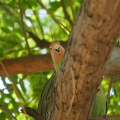 Peach-faced Lovebirds