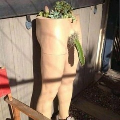 Kaktus-Love im Burgenland