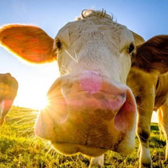 simooo🐮mooosic🐮🥛is so cool😎🥛