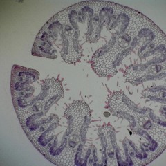 alloco prod. percanthem