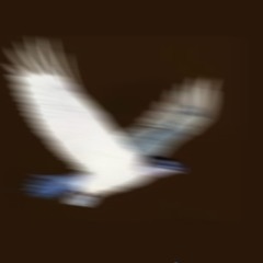 HAWK EM D0WN