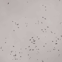 My Name Is Speaks Of Scheme (Miles Davis - Solea)