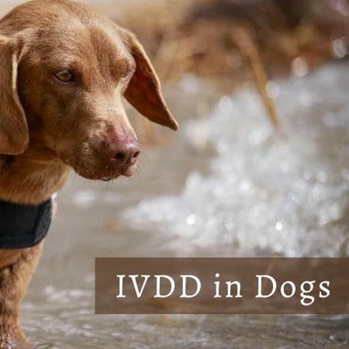 Stream episode Intervertebral Disc Disease in Dogs by Florida Animal