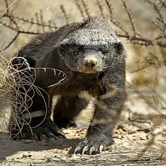 THE HONEY BADGER (Lyrics)