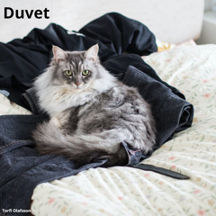 Duvet