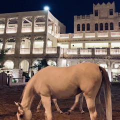 عمرك سمعت بالطير
