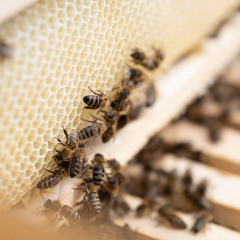 Meet your Bees – Bienen, Kunst und Stadtleben