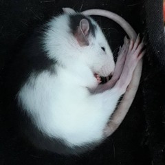 Mouse In House