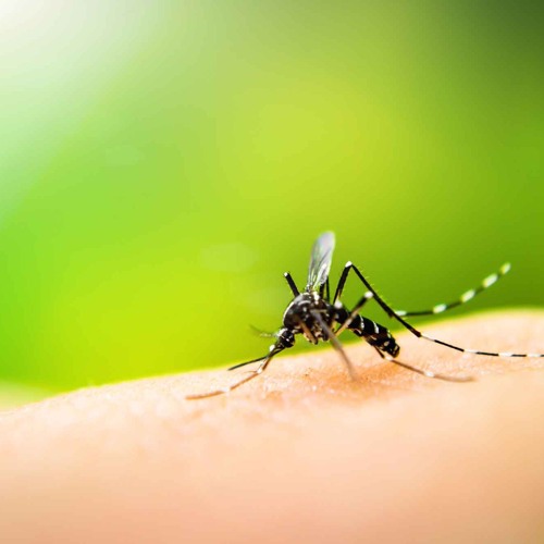 Goulburn Valley Public Health Unit Clinical Director Dr. Will Cross about mosquito protection