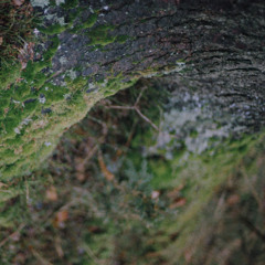 Arborescent