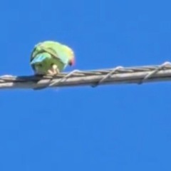 GUANO