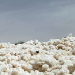 Cotton