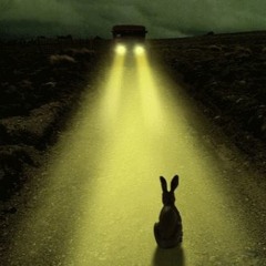 Rabbit In Headlights