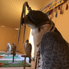 ‎⁨تحزموا ياربوعنا بالشواهين⁩