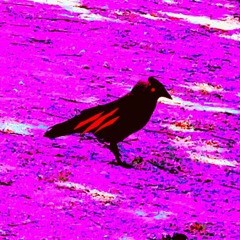 Black Crow (cover)