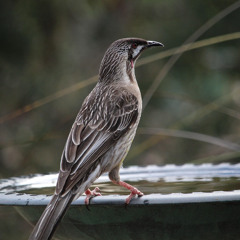strange little ditty number 3 - AndyK wattlebird mix