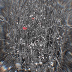 Nick Zammuto's ToBeGinAGain mvts. 1&2