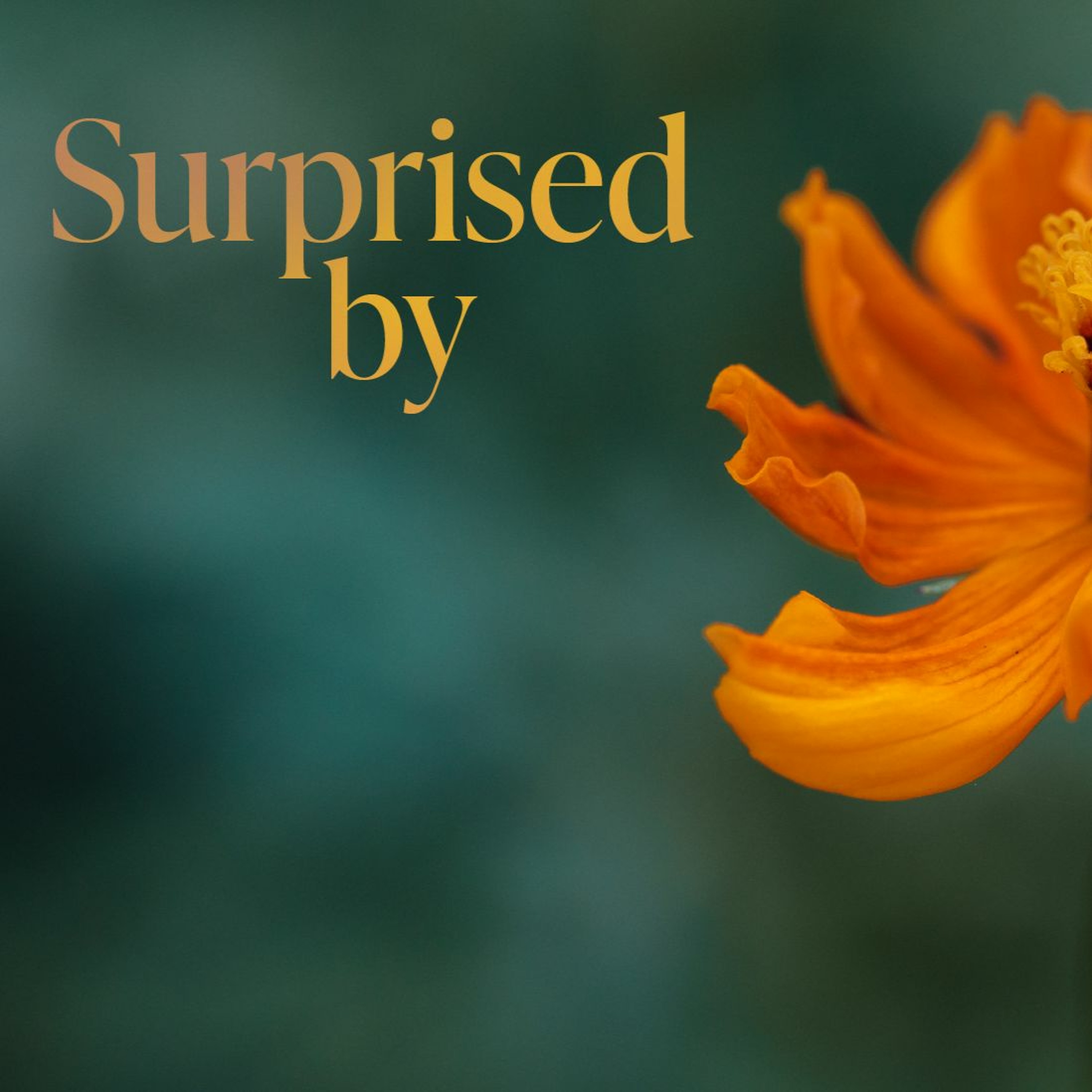 Surprised By Hope | Surprised By... | Janet Galante