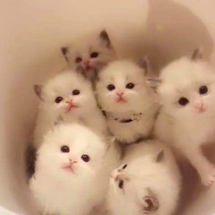 кохана вибачай♡