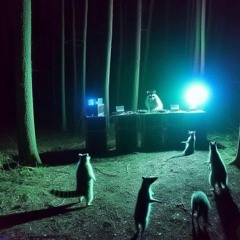 SET Performance (1)