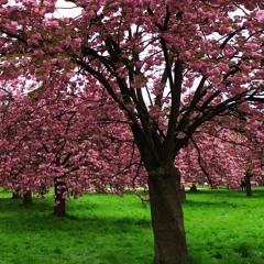 Evadné in Summertime / feat. Daniel Palomo-Vinuesa / DPV Mix ***