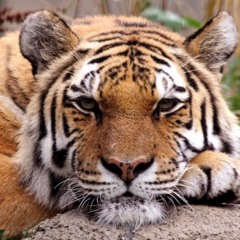 AMUR Part1