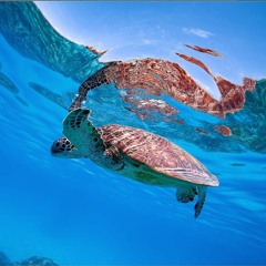 A GREEN TURTLES DREAM