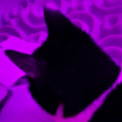 m2_prod_lvluvvbug_x_808rigg