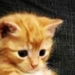 Sorry, Did You Say Meow