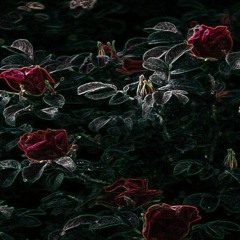 xylia's decay
