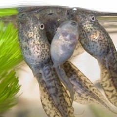Poorneet Tadpole Season